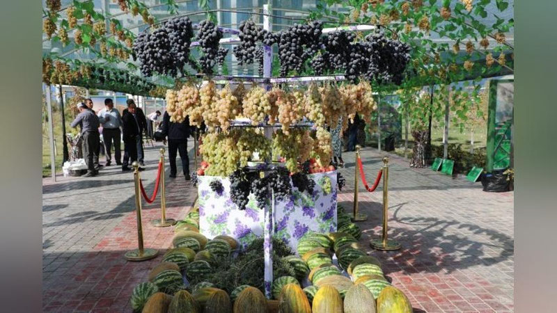 Изрображение 'В Сурхандарье прошел фестиваль винограда'