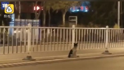 Изрображение 'КИТАЙСКИЙ ХАТИКО УЖЕ 80 ДНЕЙ ЖДЕТ ХОЗЯЙКУ НА МЕСТЕ ЕЕ ГИБЕЛИ (ВИДЕО)'