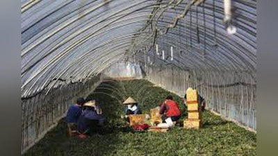 'Koreya respublikasida ishlash istagida bo`lganlar uchun to`rtta hududda tanlovlar o`tkaziladi'ning rasmi