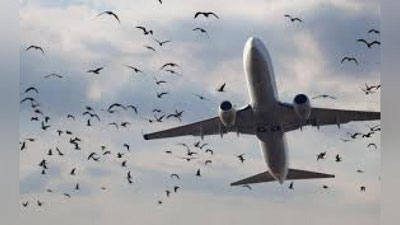 'Qozog`istonda samolyot qushlar to`dasi bilan to`qnashdi. Halokat sodir bo`lishidan vahimaga tushgan bortdagi odamlarning videosi tarqaldi (video)'ning rasmi