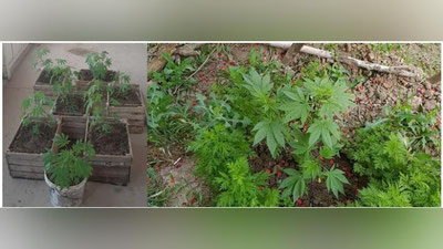 'Kitoblik fuqaro o`z hovlisida 157 tup giyohvandlik o`simliklarini etishtirayotgani aniqlandi'ning rasmi