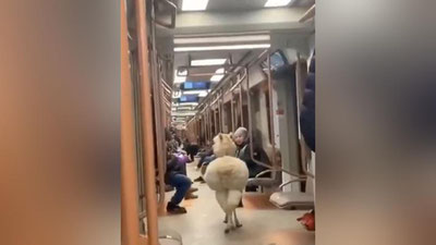 Изрображение 'В московском метро прокатилась альпака (видео)'