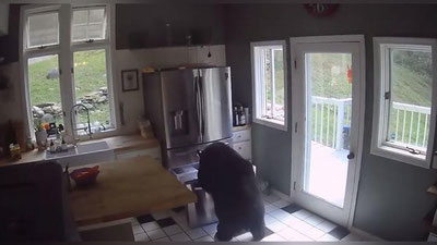 Изрображение 'В США медведь залез в дом и обчистил холодильник (видео)'