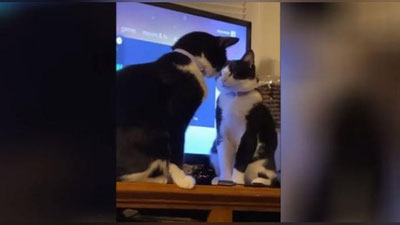 Изрображение '"Энергосберегающие" разборки двух котов рассмешили сеть (видео)'