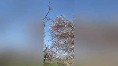 'Сурхондарёда бодом гуллади'ning rasmi