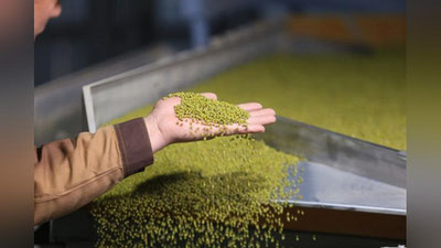 'Ўзбекистон 2021 йилда Хитойга қанча мош экспорт қилгани маълум қилинди'ning rasmi