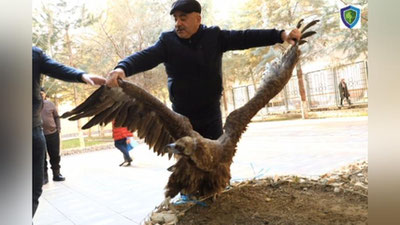 Изрображение 'На одной из заправок Самарканда держали черного грифа (видео)'