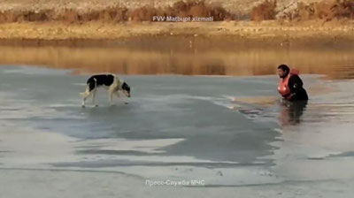 Изрображение 'В Нукусе спасли собаку, которая два дня находилась в ледяном плену (видео)'
