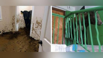 Изрображение 'Новость о корове в квартире в Учтепинском районе оказалась фейком'