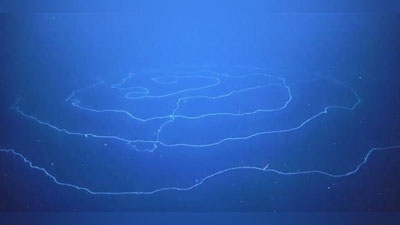 Изрображение 'Ученые запечатлели огромного хищника в океане (видео)'