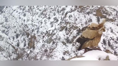 Изрображение 'На камеру в Гиссарском заповеднике попал белоголовый сип'