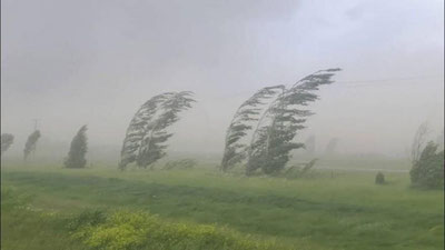 'Водийдаги буғдойлар кучли шамолдан зарар кўряпти'ning rasmi