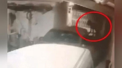 Изрображение 'Неопознанное существо забралось в гараж к мексиканцу (видео)'