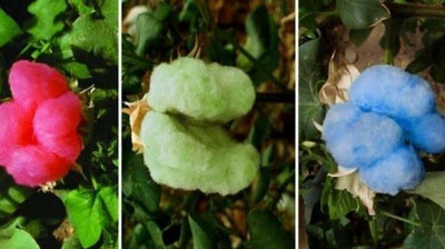 'Зангори олтин ёхуд олимлар ишининг янгича "меваси"'ning rasmi