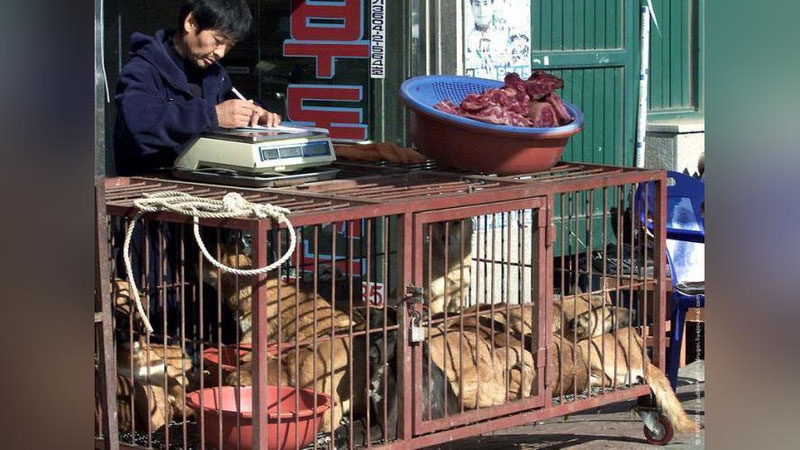 Изрображение 'НА ТАЙВАНЕ ЗАПРЕТИЛИ УБИВАТЬ КОШЕК И СОБАК РАДИ ЕДЫ'