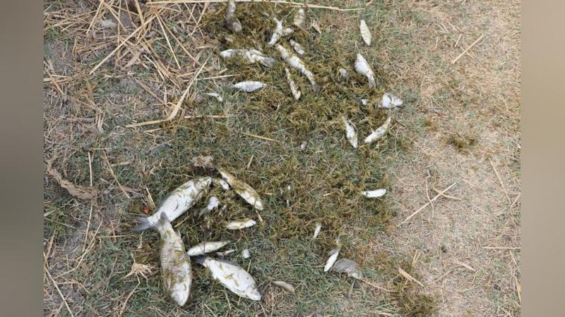 'Zarafshon daryosida baliqlarni ommaviy zaharlanishiga sababchi bo`lganlar tergov qilinmoqda'ning rasmi