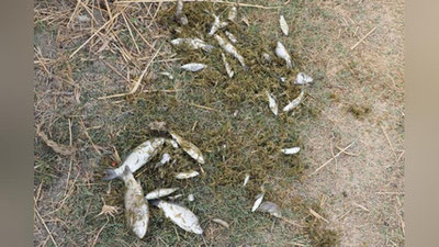 'Zarafshon daryosida baliqlarni ommaviy zaharlanishiga sababchi bo`lganlar tergov qilinmoqda'ning rasmi