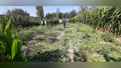 'Jomboyda kannabis “plantasiyasi” topildi'ning rasmi