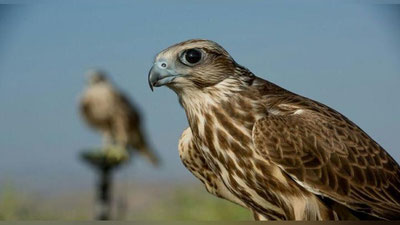 '7 bosh lochinning yashirincha olib chiqilishi fosh qilindi'ning rasmi