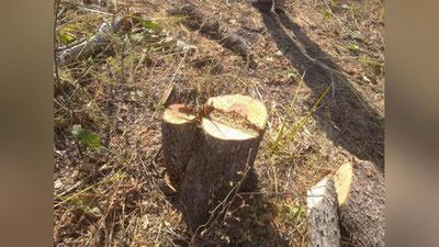 'Prokuratura “Amirsoy”dagi daraxtkesarlar ishida qonunbuzarlikka yo`l qo`yilganligi haqidagi fikrlarni rad etdi'ning rasmi