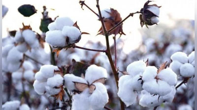 'Пахта йиғим-терим харажатларини молиялаштириш тизими такомиллаштирилади'ning rasmi