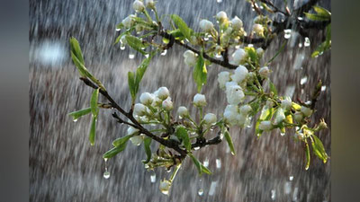 'O`zbekistonda hafta oxirida havo harorati  2° darajagacha pasayadi'ning rasmi