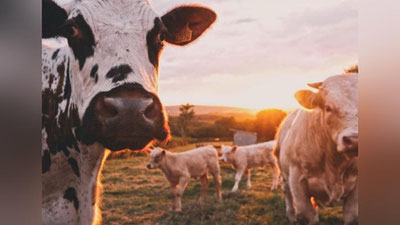 Изрображение 'Казахстан ввел запрет на экспорт живого скота'