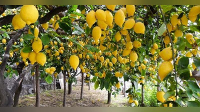 'Лимон етиштирувчиларга субсидия берилади'ning rasmi