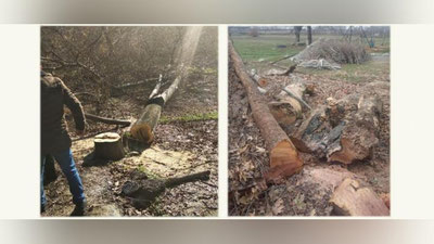 Изрображение 'На обсуждение депутатов поступил проект закона, ужесточающий наказание за вырубку деревьев'