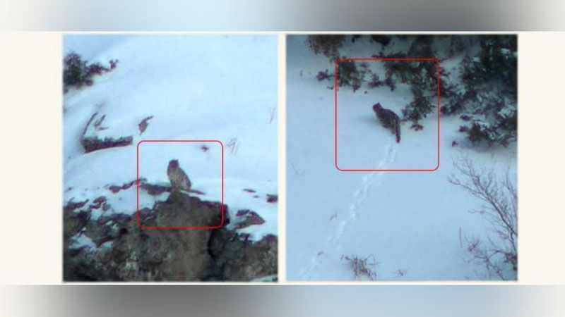 Изрображение 'В кадр фотоловушки в Гиссарском заповеднике попали самка и самец снежного барса'