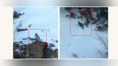 Изрображение 'В кадр фотоловушки в Гиссарском заповеднике попали самка и самец снежного барса'