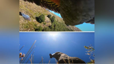 Изрображение 'Новозеландский попугай украл камеру и стал видеоблогером: занятные кадры'