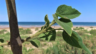 '"UzAuto" ташаббуси билан тез орада Айдаркўл яқинида ям-яшил ҳудуд барпо этилиб, сўлим гўшага айлантирилади (видео)'ning rasmi