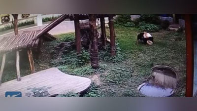 Изрображение 'НАПАДЕНИЕ ПАНДЫ НА ЧЕЛОВЕКА ПОПАЛО НА ВИДЕО'