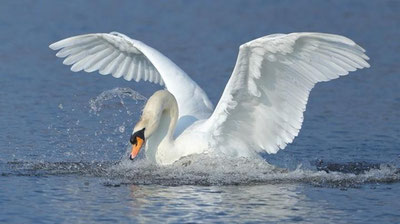 'Toshkentda parkdan "qochgan" oqqushni bir erkak so`yib, oilasiga edirdi'ning rasmi