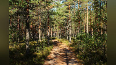 Изрображение 'Утвержден нагрудный знак для граждан, работающих в лесных хозяйствах'