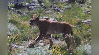 'Туркистон силовсини "Ҳисор" давлат қўриқхонасининг фотоқопқонига тушди'ning rasmi