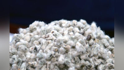 'Қашқадарёдан чигитни олиб чиқиб кетишга тақиқ қўйганлар иқтисодиётга ва тадбиркорларга етказган зарари учун қандай жазоланди?'ning rasmi