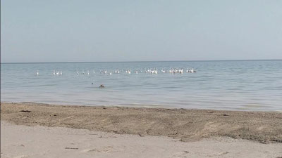 'Qoraqalpog`istondagi Sariqamish ko`liga flamingolar uchib keldi'ning rasmi