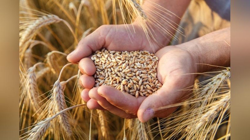 'Kelgusi yildan g`alla etishtirish tizimi to`liq bozor munosabatlariga o`tkaziladi'ning rasmi