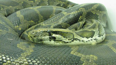 Изрображение 'В Китае из питона достали 40-килограммовую козу (видео)'