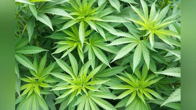 'Фарғонада томорқасида 60 туп "каннабис" етиштираётган шахс қўлга олинди'ning rasmi