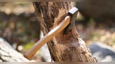 'Самарқандда "ярим белидан чопиб кетилаётган" дарахтлар юзасидан муносабат билдирилди'ning rasmi