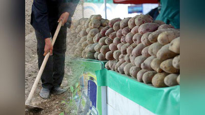 'Ўзбекистон бозорларида картошка нархлари арзонлашди'ning rasmi