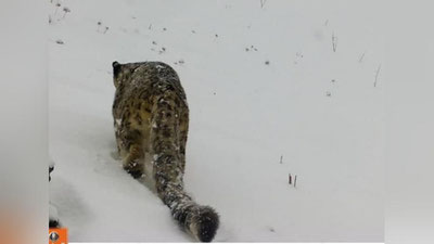 'Hisor davlat qo`riqxonasida yana bir qor qoploni yashirin video tasvirga tushib qoldi'ning rasmi