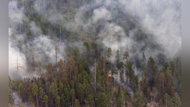 'Қозоғистонда кучли ўрмон ёнғинлари кузатилмоқда'ning rasmi