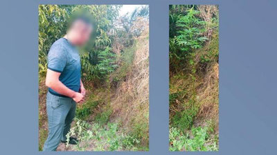'Buxoroda «kannabis» o`simligini qonunga xilof ravishda etishtirayotgan shaxs aniqlandi'ning rasmi