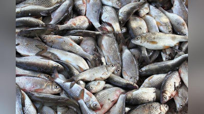 '2020 yilda qancha baliq ovlangan?'ning rasmi