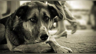 '​​Ўзбекистонда ҳайвонларга нисбатан шафқатсиз муносабатда бўлганлик учун жиноий жавобгарлик кучга кирди'ning rasmi