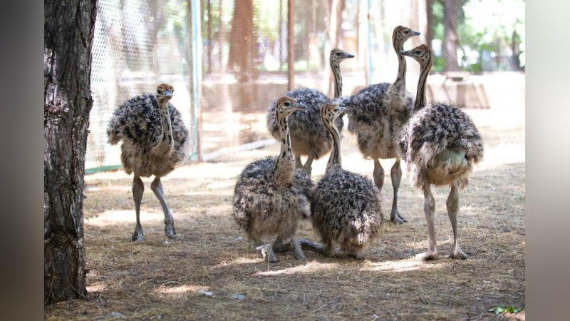Изрображение 'В Ташкентском зоопарке впервые выпустили в вольер страусят (видео)'